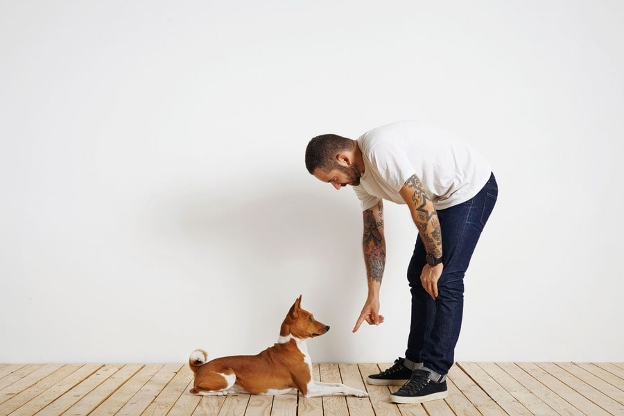 Dog Image