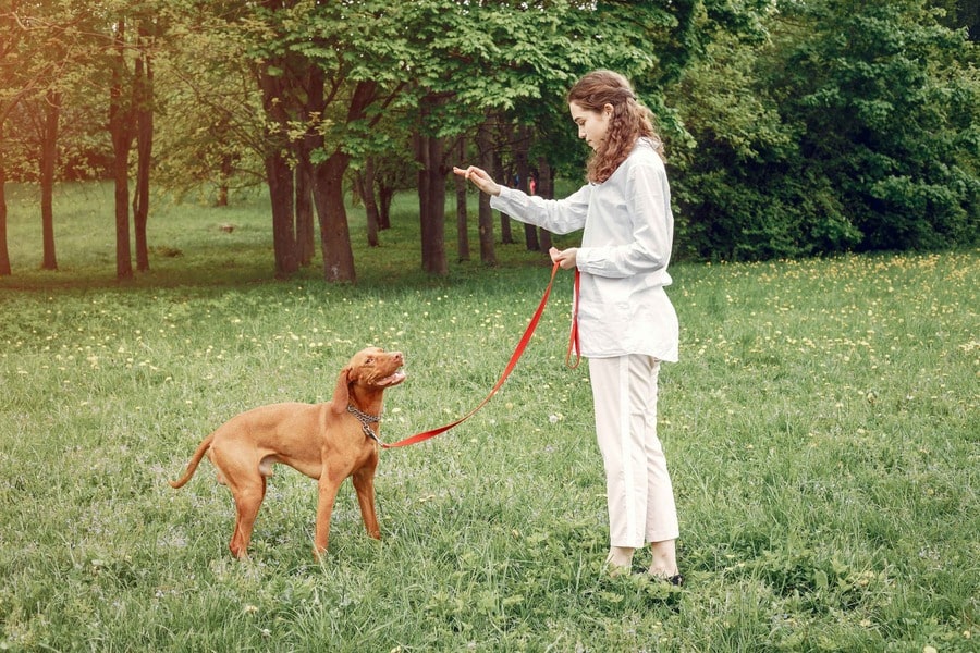 Dog Image