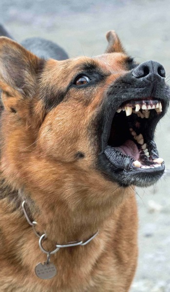 Reactive Dog