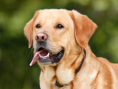 Less Reactive Dog