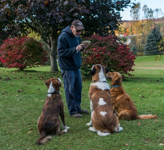 Dog Training Image