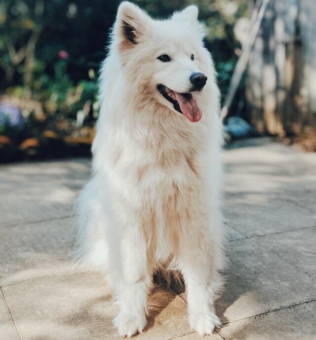 Dog Image