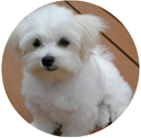 little dog