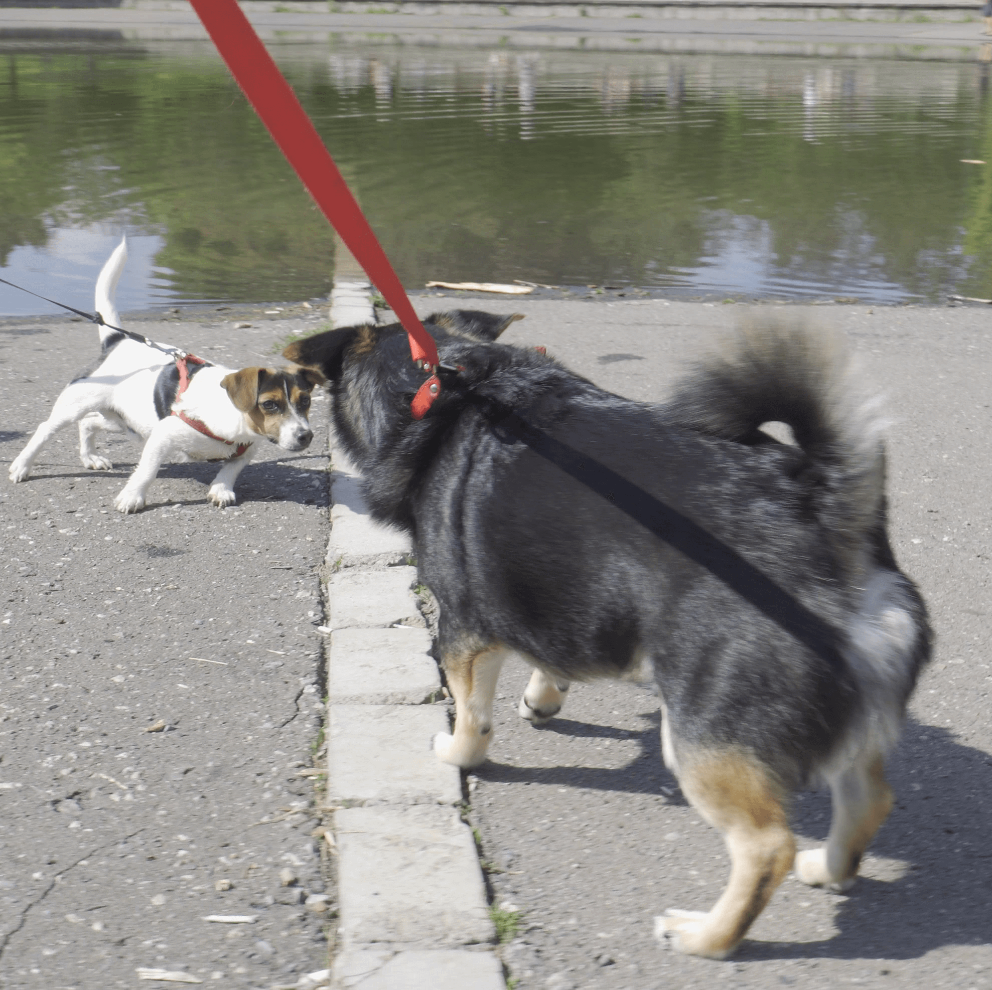 dangerous reactive dog